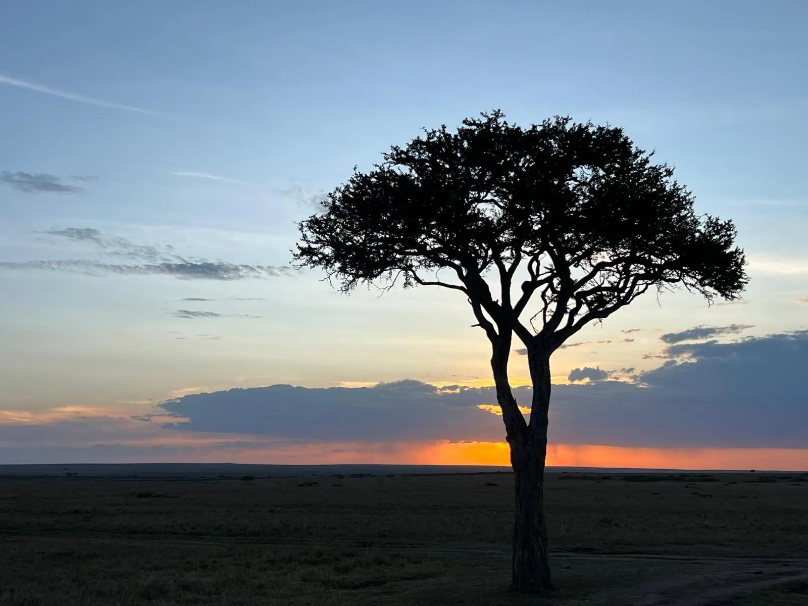 An acacia tree in silhouette against the sunset on the Kenyan savanna