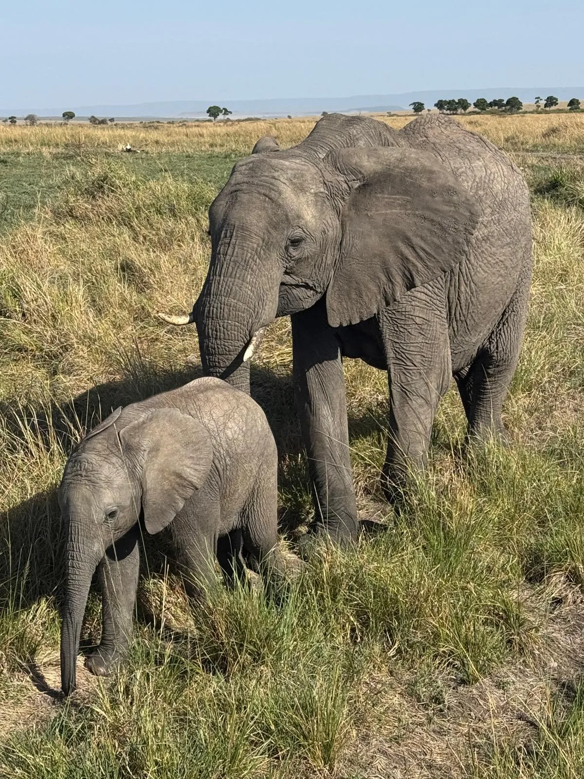 4 Days Ol Pejeta Game Sanctuary Safari by road