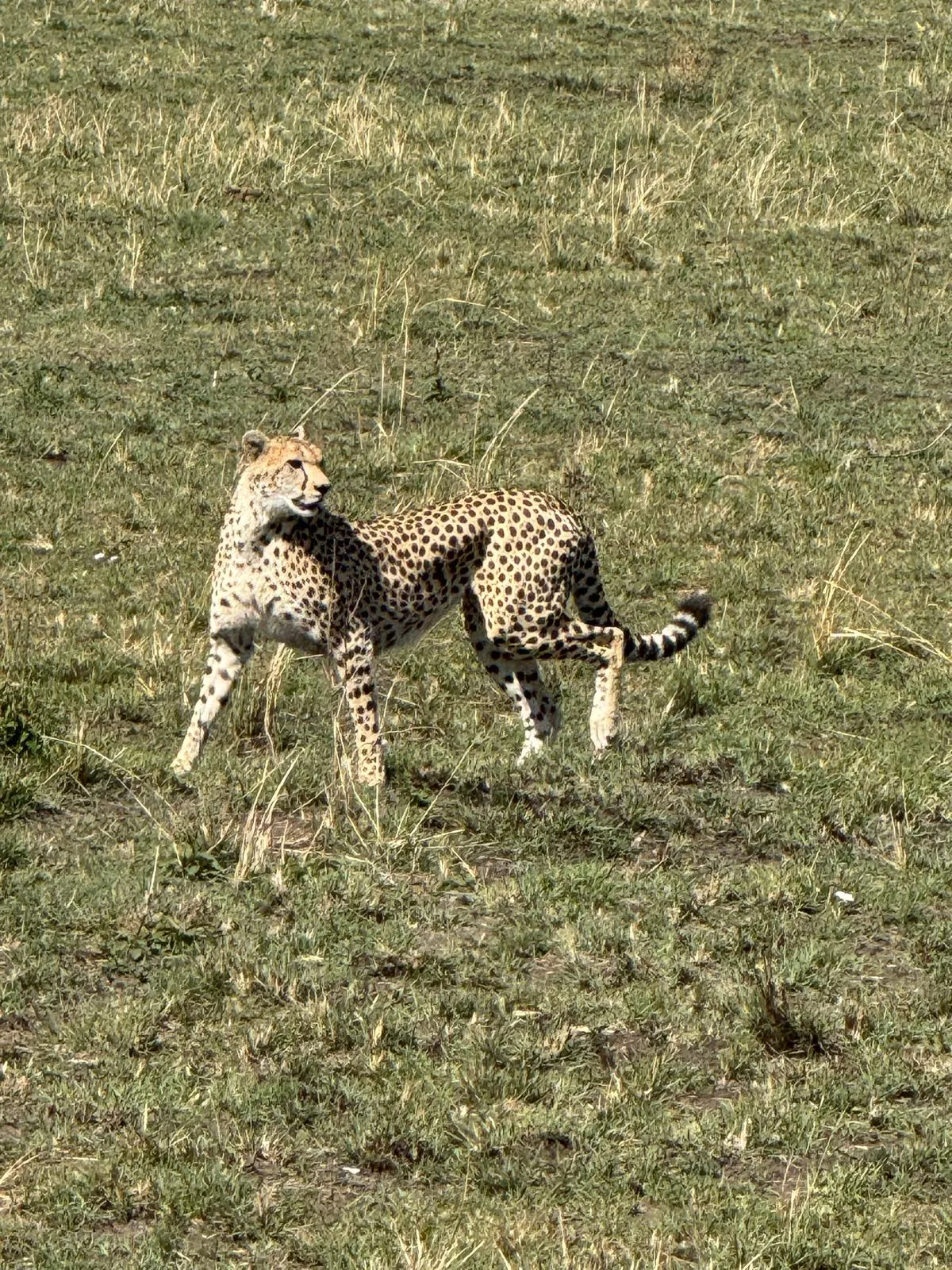 4 Days Meru National Park by Road